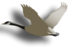 Captcha image 8586