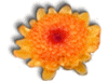 Captcha image 1461